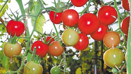 張掖臨澤：科技賦予設施農業新活力