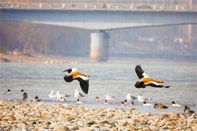 候鳥舞蹁躚 好一幅生態畫卷 蘭州市民投食賞鳥 人鳥和諧共生