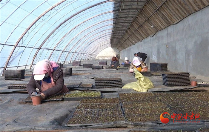 【甘肅全民戰(zhàn)“疫”】酒泉金塔縣：疫情防控緊 育苗生產忙