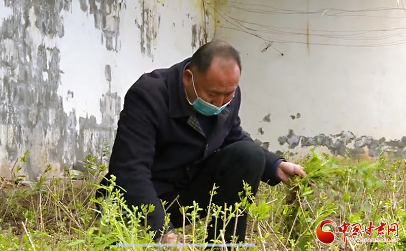 【甘肅全民戰“疫”】武都：白龍江畔忙春耕（圖）