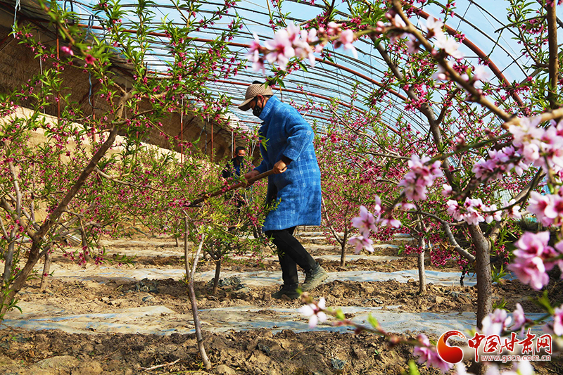 張掖山丹：發展戈壁農業 助力鄉村振興