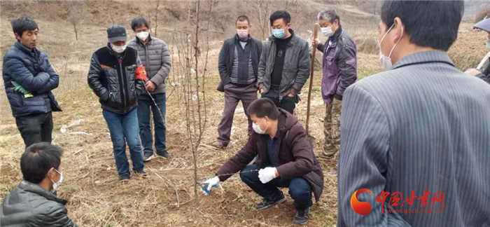 【甘肅全民戰“疫”】隴南徽縣：花椒田里培訓忙，戰疫春耕兩不誤