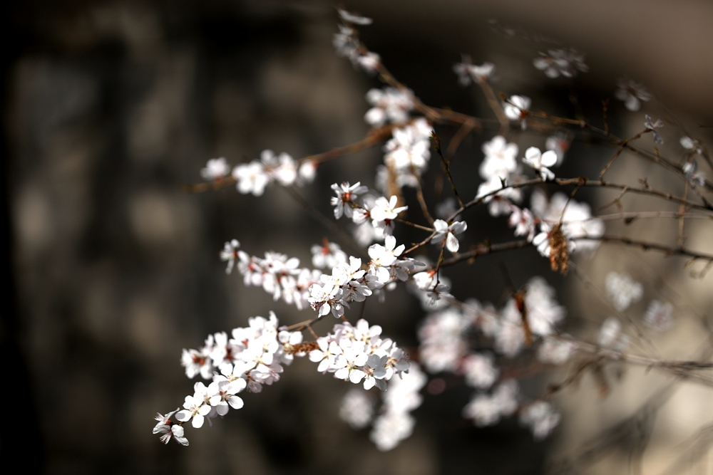 海報|花開隴原，甘肅這些景區正在復蘇！