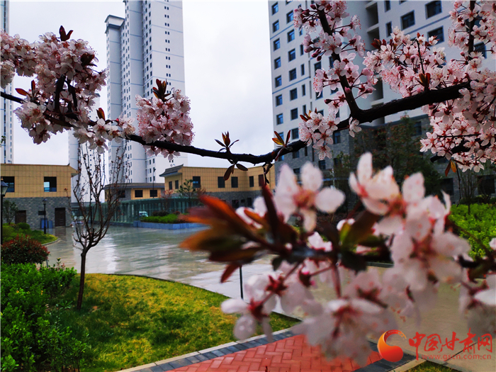 【甘肅省決戰決勝脫貧攻堅】天水藉口：易地扶貧搬遷穩定脫貧 村民山下有樓房山上有果園  