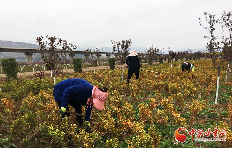 【甘肅省決戰決勝脫貧攻堅】天水麥積區：扶貧產業園讓貧困戶陪讀務工兩不誤（圖）