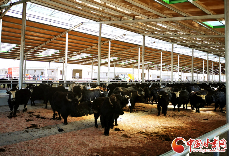 【甘肅省決戰決勝脫貧攻堅】農牧結合養起“脫貧牛” 產業增效共唱“致富歌”