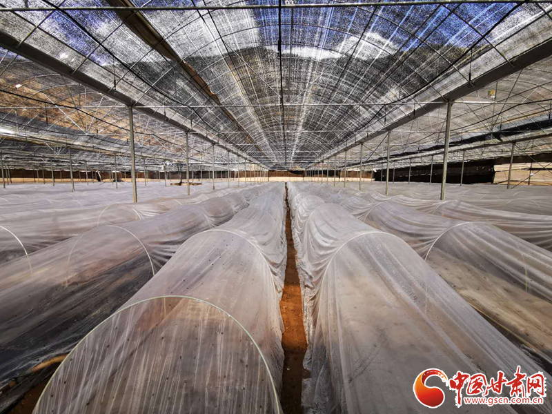 【甘肅省決戰決勝脫貧攻堅】合作市卡加曼鄉：“三變”改革鋪就小康路