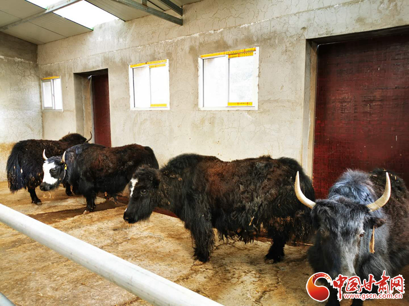 【甘肅省決戰決勝脫貧攻堅】致富帶頭人石磊：自主“造血”讓群眾脫貧不返貧