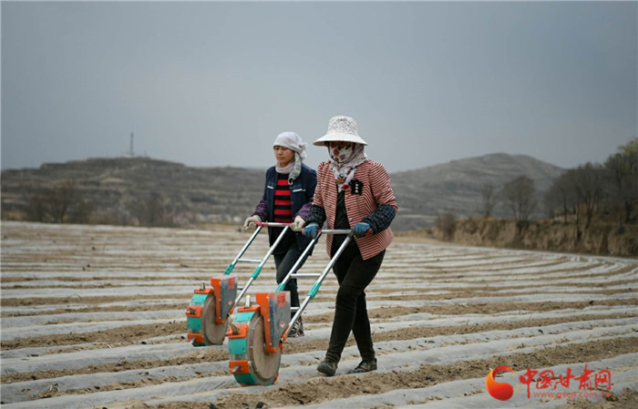 【甘肅省決戰決勝脫貧攻堅】蘭州榆中：加快農業產業轉型升級帶動群眾增收致富