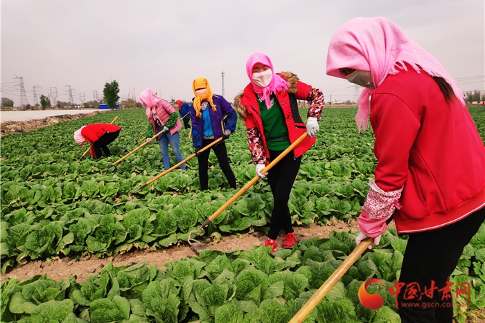 【甘肅省決戰決勝脫貧攻堅】金昌永昌縣產業鏈上打工種菜啥體驗 有房有車奔小康