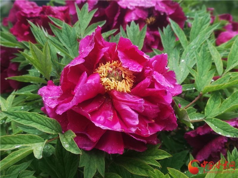 六十里“嬌艷”引游客 牡丹文化助力臨夏轉型跨越發展