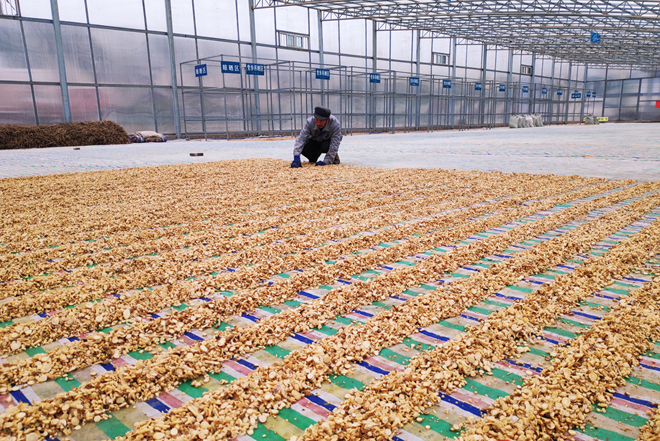 【甘肅省決戰(zhàn)決勝脫貧攻堅】天津幫忙建扶貧車間為會寧中藥材產(chǎn)業(yè)強筋骨