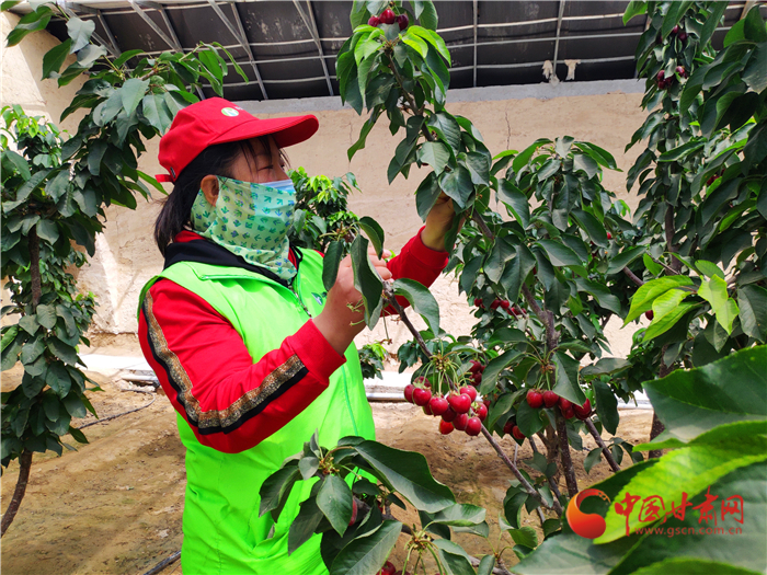 【甘肅省決戰決勝脫貧攻堅】武威民勤：科技助推現代農業 “靚菜俊果”惹人愛