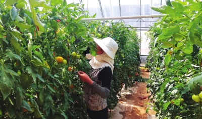 蘭州紅古花莊鎮建設第六代“壽光模式”蔬菜大棚