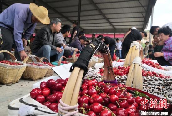 天水農戶致富“有方” “靠山吃山”發展林果業助增收