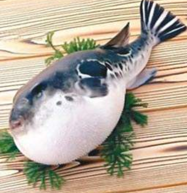 蘭州市市場(chǎng)監(jiān)督管理局發(fā)布通告禁止違法加工、經(jīng)營河豚魚