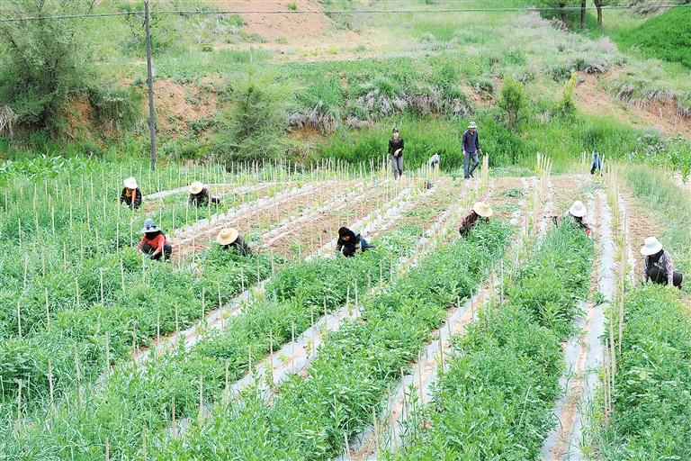 臨夏州東鄉縣今年種植的1700畝金銀花長勢良好