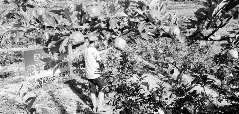 “于堡村果園”開(kāi)張記——認(rèn)購(gòu)“一棵樹”，結(jié)出“致富果”