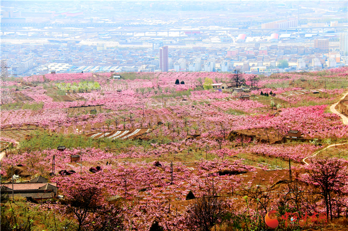 天水秦安“桃王”“桃后”拍了4萬余元 快來認(rèn)識這兩顆高貴的桃子