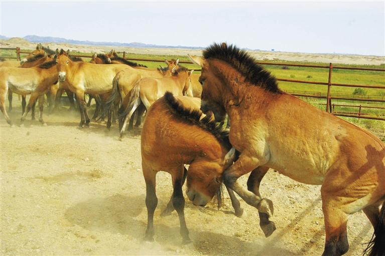 敦煌普氏野馬種群數量超過70匹