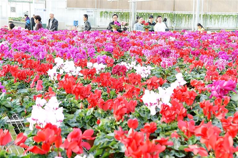 臨夏縣百益現(xiàn)代農業(yè)科技有限公司示范園花卉競相綻放