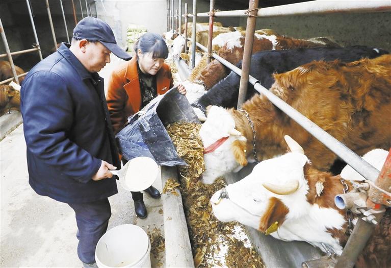 我和我的家鄉(xiāng)丨定西臨洮縣黨家墩村：“牛”產(chǎn)業(yè)帶來(lái)“牛”日子