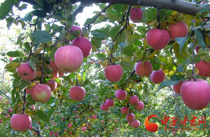 莊浪：聚力產業發展 促進農業轉型升級