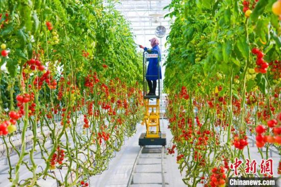 甘肅酒泉：種菜“抗寒”又“抗旱”戈壁農業一路走來磨礪多