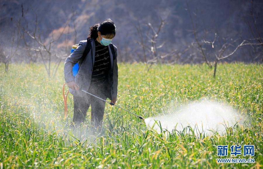 雨水時節農事忙