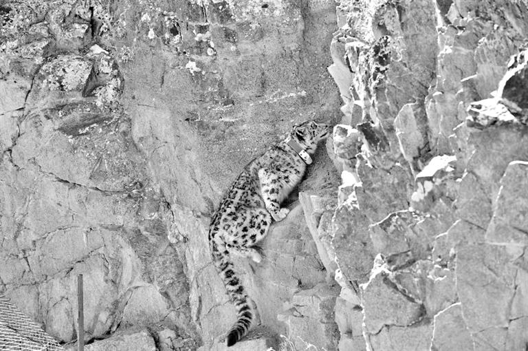 首例！肅北鹽池灣保護區一只雪豹被戴上定位項圈