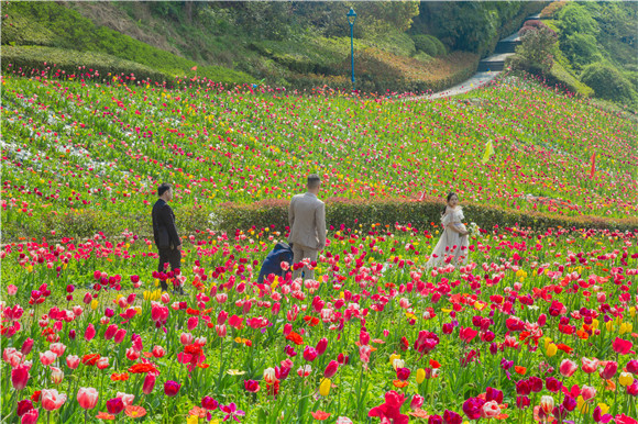 花海間，拍上一組美美的婚紗照。羅云希 攝