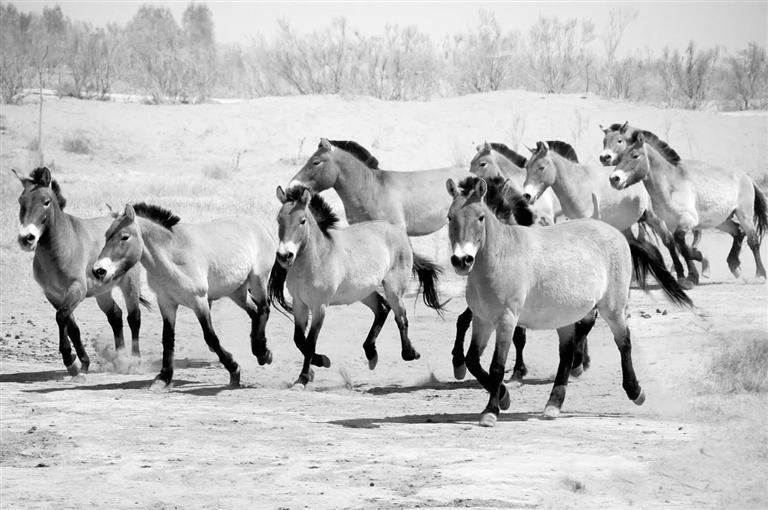 武威荒漠野生動物園新園區“五一”開園