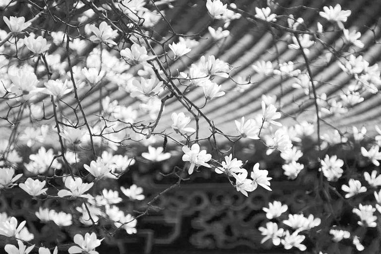 天水雙玉蘭堂，吟杜甫詩 煎泉水茶 賞白石書法