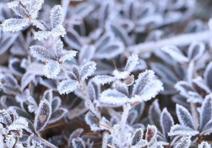 48小時內蘭州市大部山區有霜凍