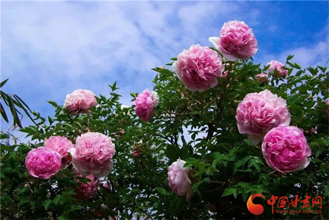 【五一游甘肅】暢游“臨洮縣紫斑牡丹文化旅游節(jié)”，這份攻略請收下！