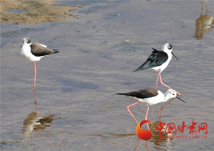 酒泉瓜州：生態濕地換新顏 荒漠戈壁變綠洲