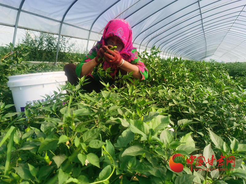 敦煌肅州鎮：小拱棚里的增收“大文章”