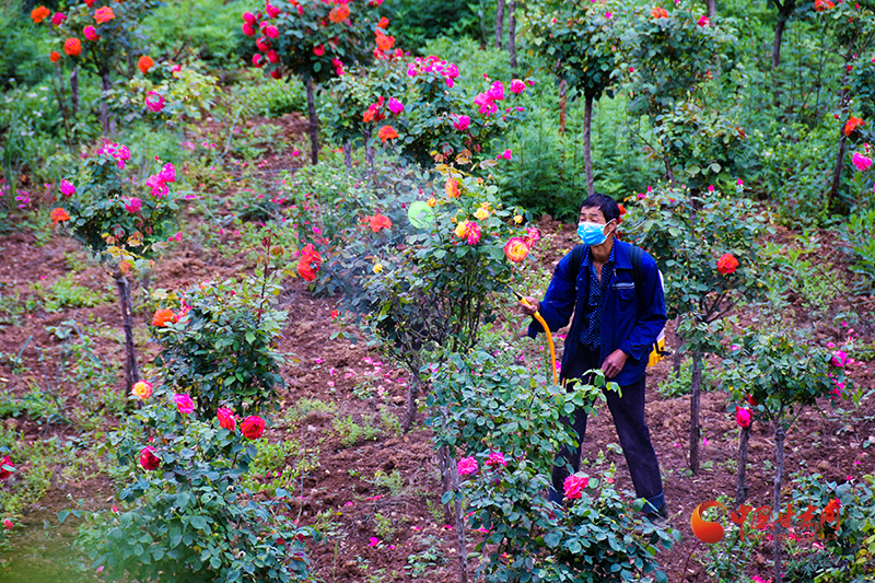 徽縣：花映三泉景區成為“網紅打卡地”
