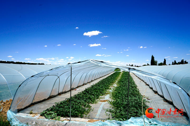 【小康圓夢·看甘肅】臨澤平川鎮：又到糧豐果香時 