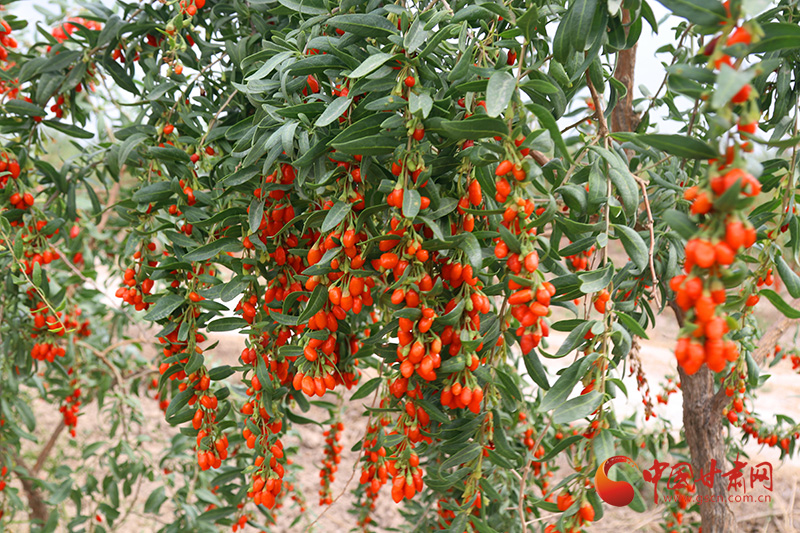 【小康圓夢·看甘肅】臨澤鴨暖鎮：“紅果果”鋪就致富路