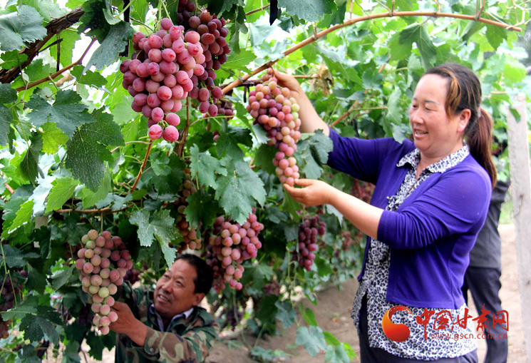 【小康圓夢·看甘肅】金塔：特色發展 解鎖鄉村振興“幸福密碼”