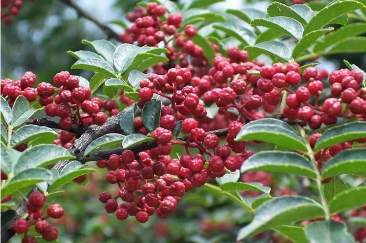 【小康圓夢·看甘肅】武都：發展花椒產業 助推鄉村振興