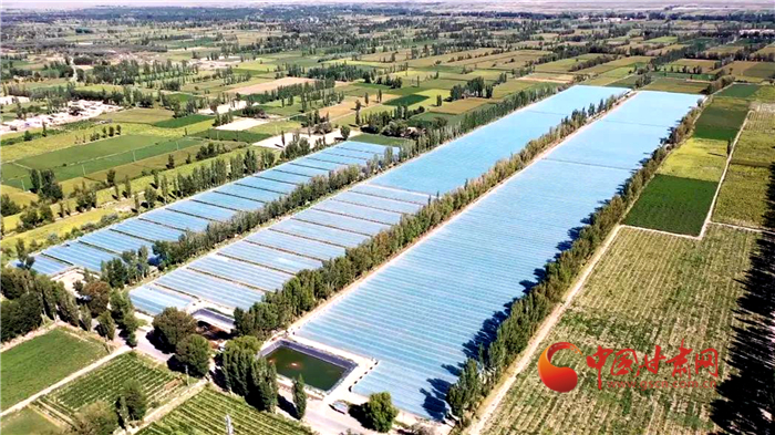 【小康圓夢·看甘肅】酒泉瓜州：高標準農田化零為整 高品質蜜瓜增效增收