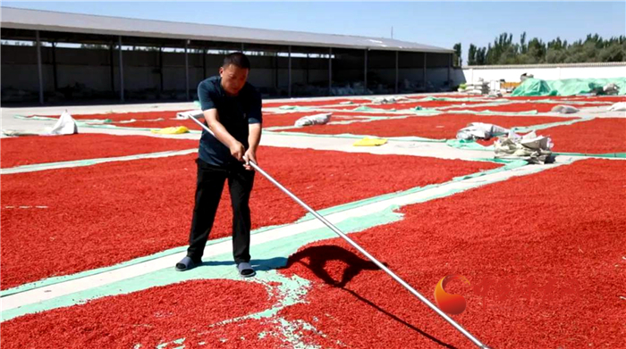 【小康圓夢·看甘肅】酒泉瓜州：探索零農殘枸杞種植 有機“紅果果”更受青睞