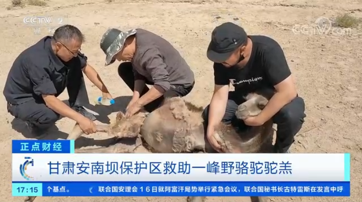 甘肅安南壩保護區救助一峰野駱駝駝羔