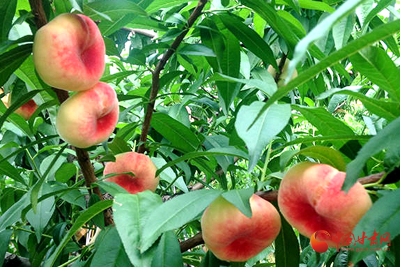 【小康圓夢·看甘肅】瓜州：蟠桃高高掛滿枝 鄉村振興致富果