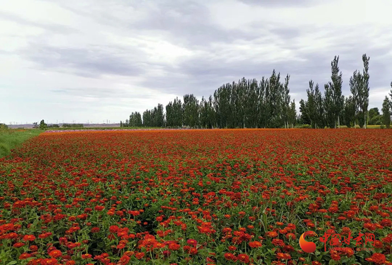 【小康圓夢·看甘肅】瓜州：扮靚美麗鄉村“新畫面”