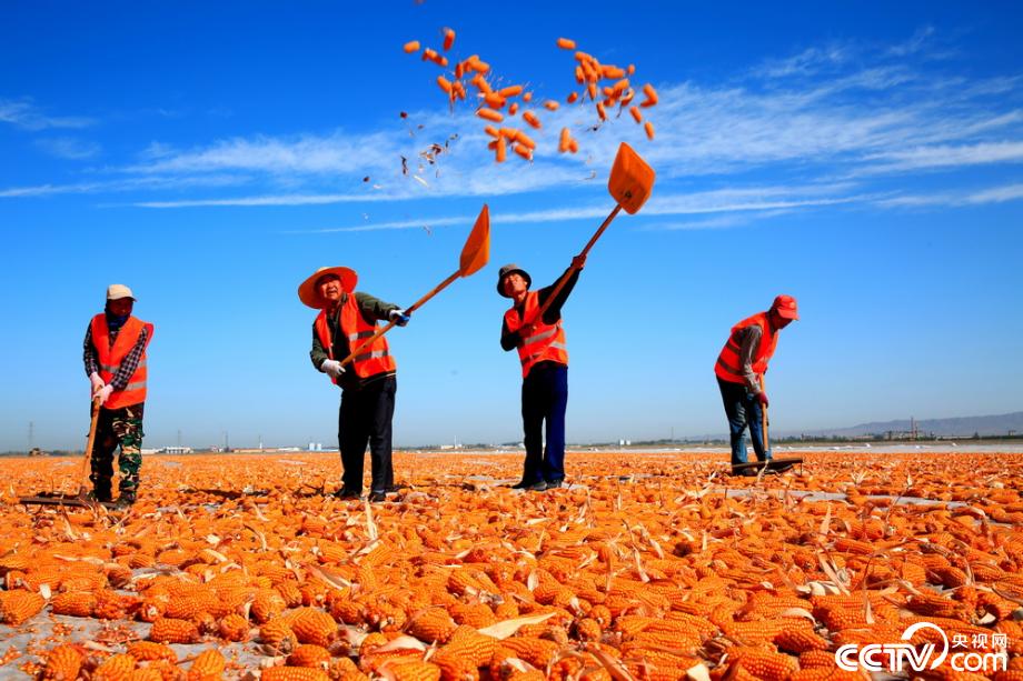 豐收節里說豐收 看甘肅豐收的顏色