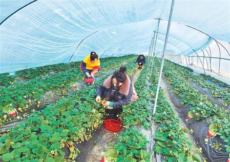 游客在西和縣杜彩霞種養殖合作社草莓采摘園采摘草莓