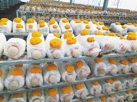 讓“光伏之光”照亮鄉村振興之路——定西渭源縣積極探索“光伏+農業”產業模式